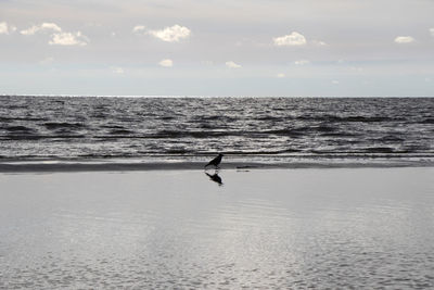 Crow in the nature, near water