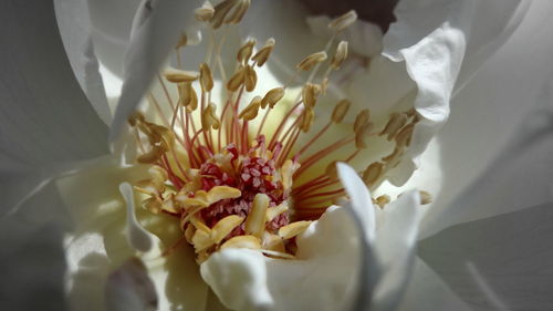 Macro close-up of white flower