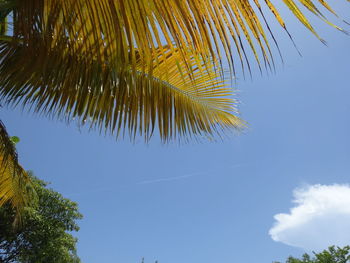 Low angle view of coconut palm tree against blue sky