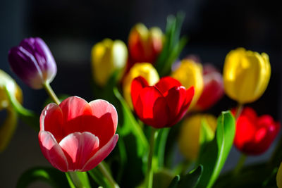 Close-up of pink tulips