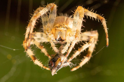 Close-up of spider with a fly on web