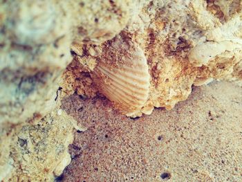 Surface level of fallen leaves