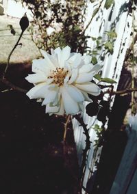 Close-up of white flowers blooming outdoors