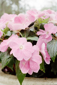 Close-up of wet pink flowers