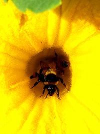 Close-up of spider