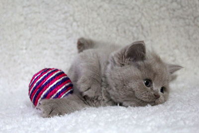 Cat relaxing on rug