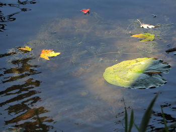 Fallen leaves floating on water