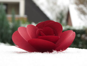 Close-up of red flower against blurred background