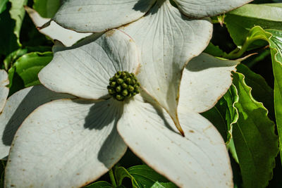 Close-up of white flower