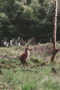 Deer in a forest