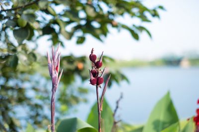 Close-up of purple flowering plant against blurred background