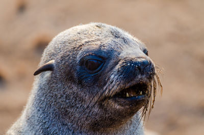 Close-up portrait of cape fur seal, cape cross seal reserve, namibia