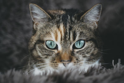 Close-up portrait of cat