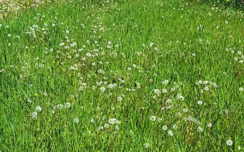 Full frame shot of grass on field