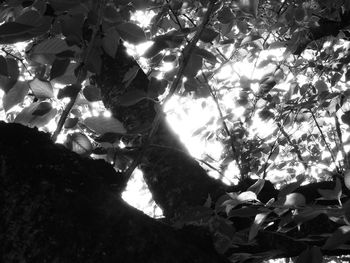 Low angle view of tree against sky