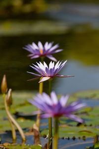 Close-up of purple water lily in lake