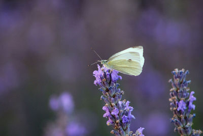 Close-up of butterfly pollinating on purple flower