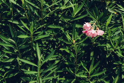 Close-up of pink flowering plant