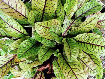 Close-up of leaves