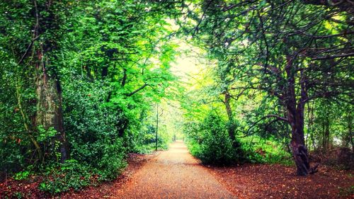 Footpath leading to forest