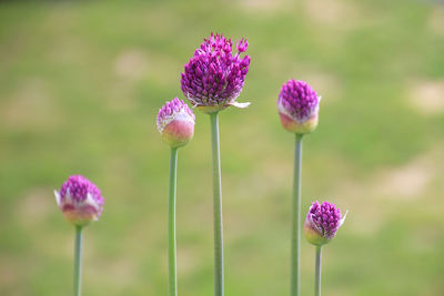 Close-up of purple flowering plant on field