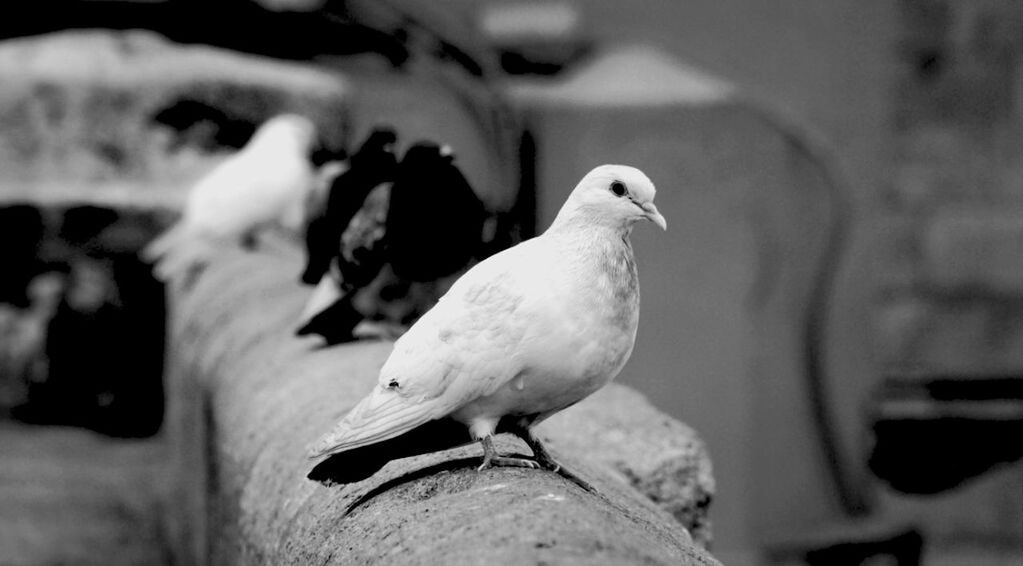 bird, animal themes, animals in the wild, focus on foreground, wildlife, one animal, perching, seagull, close-up, beak, full length, white color, pigeon, selective focus, side view, nature, outdoors, day, no people, two animals