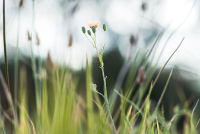 Close-up of flowering plant on field