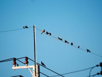 Low angle view of birds perching on cable against clear blue sky