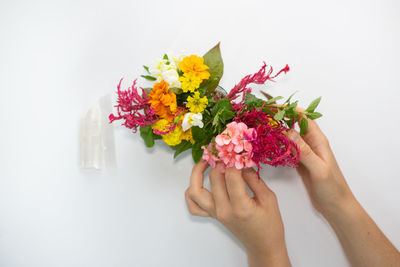 Low section of person holding pink flower against white background