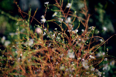 nature