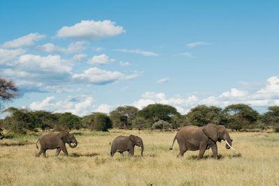 Elephants drinking water