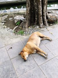 High angle view of local dog sleeping on sidewalk