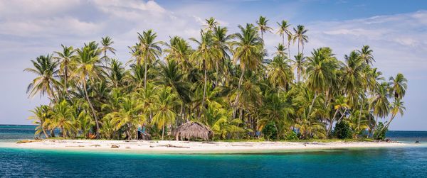 Palm trees on beach against sky