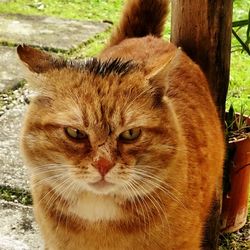 Close-up portrait of a cat