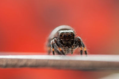 Close-up of spider