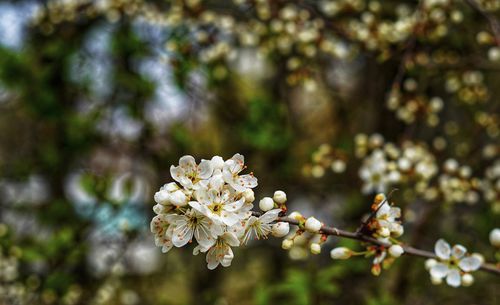 Close-up of white cherry blossoms in spring
