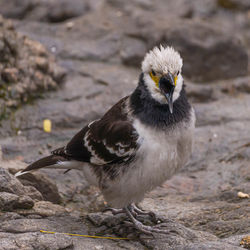 Close-up portrait of bird on land