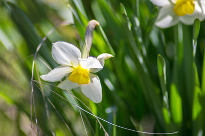 Close-up of white daffodil