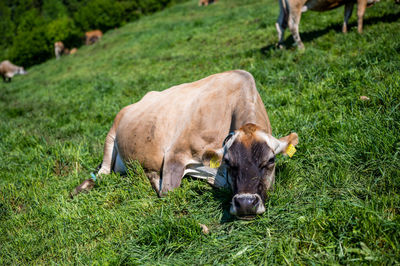 Cows around bachtel in hinwil switzerland