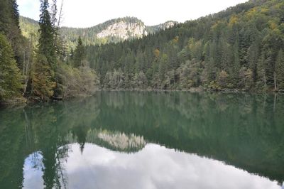 Reflection of trees in calm lake