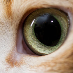 Cat eye. cute domestic cat