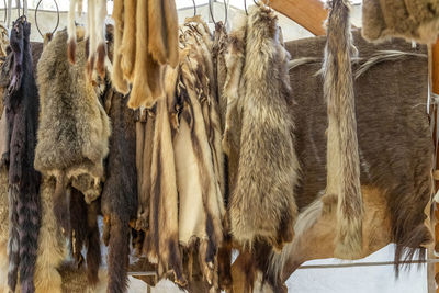 Panoramic view of animal hanging on wood in winter
