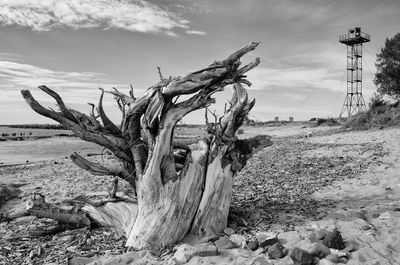 Dead tree on beach against sky