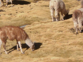 High angle view of horse