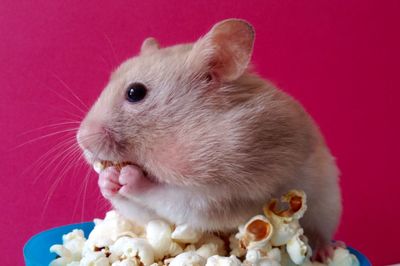 Close-up of cute hamster