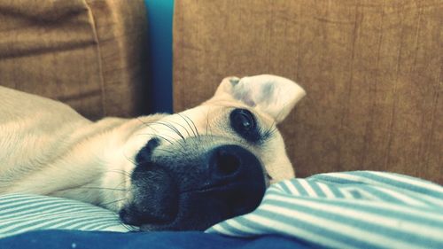 Close-up portrait of dog resting on bed at home