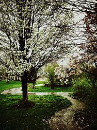 Footpath amidst trees in park