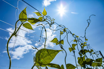 Low angle view of sunlight streaming through plant