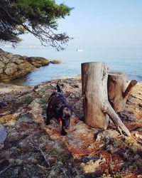 View of dog on beach