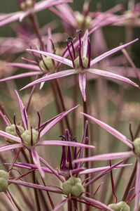 Close-up of purple flowering plant